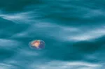 Floating Sea Jelly